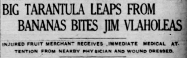 September 5, 1915, Paducah Sun headline, "Big Tarantula Leaps From Bananas Bites Jim Vlaholeas."