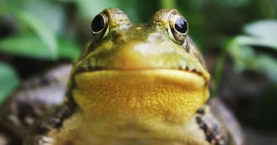 This Week in Historical Leisure Activities: Frog Hunting