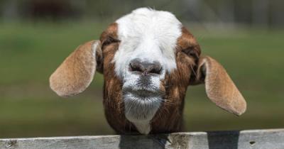 Paducah's goat problem of 1898