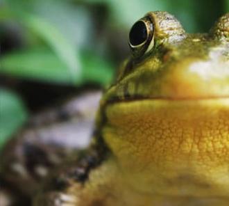 This Week in Historical Leisure Activities: Frog Hunting