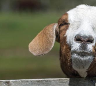 Paducah's goat problem of 1898