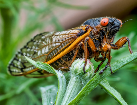 Emerging Cicadas